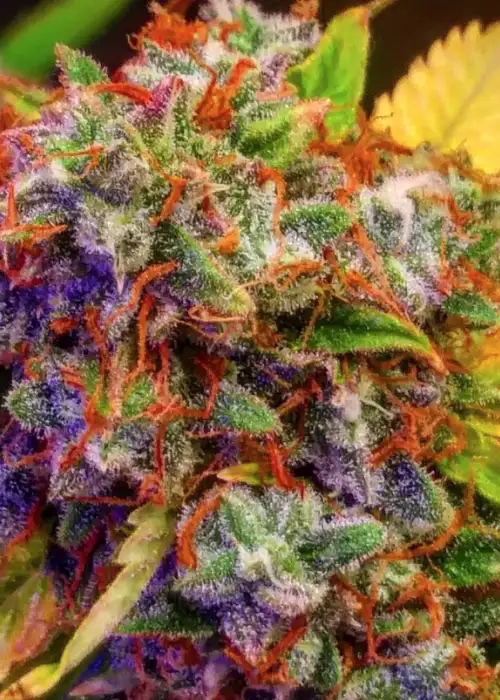Diablo XL Auto by BSB Genetics, Autoflower cannabis strain