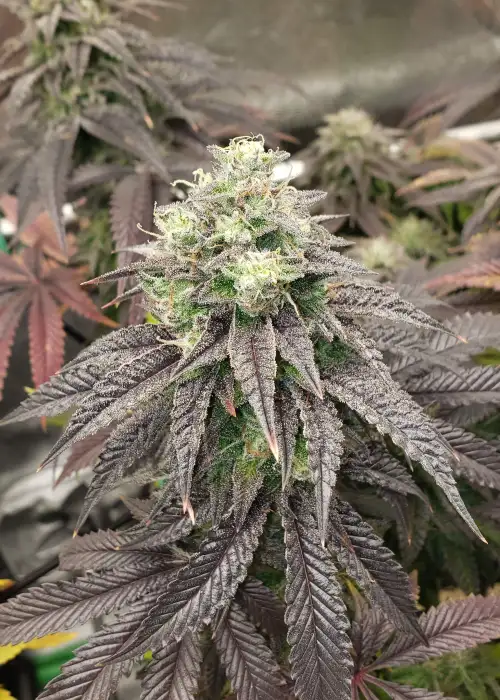 Diamond Handz by Square One Genetics, Photoperiod cannabis strain