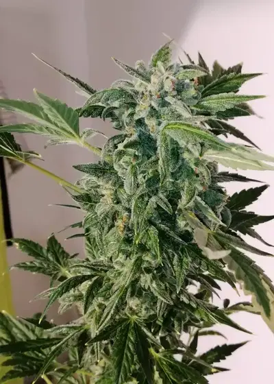 Diamond Queen Kush Auto by KC Brains, Autoflower cannabis strain