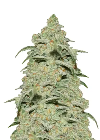 Diesel Auto by Homegrown Cannabis Co, Autoflower cannabis strain