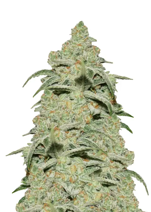 Diesel Auto by Homegrown Cannabis Co, Autoflower cannabis strain