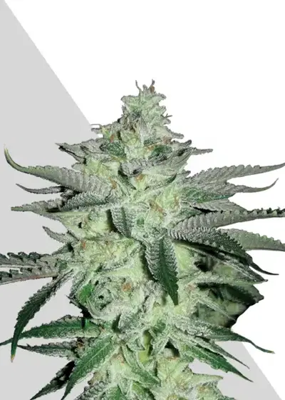 Diesel Berry by Auto Seeds, Autoflower cannabis strain