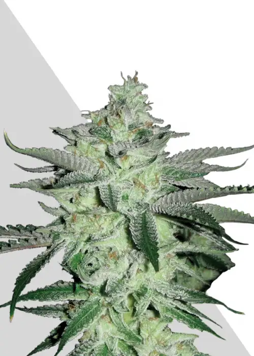 Diesel Berry by Auto Seeds, Autoflower cannabis strain