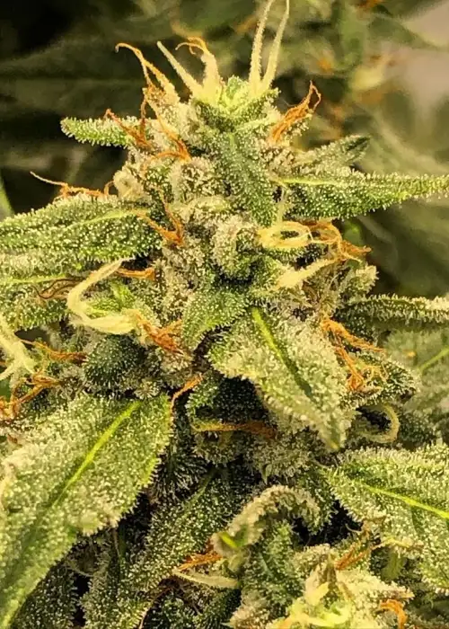 Diesel Cookies Auto by Roc Bud Inc Genetics, Autoflower cannabis strain