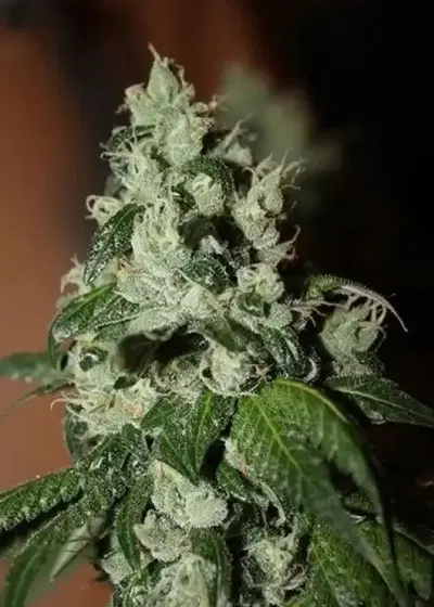 Diesel Dipped Cookies by Connoisseur Genetics, Photoperiod cannabis strain