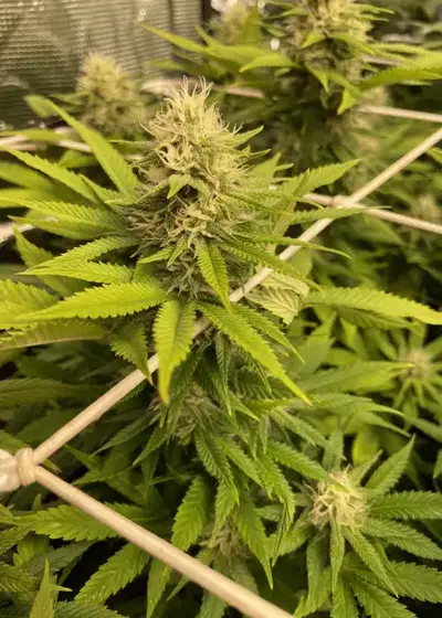 Diesel Drift by Heavyweight Seeds, Photoperiod cannabis strain