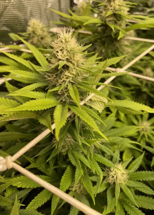 Diesel Drift by Heavyweight Seeds, Photoperiod cannabis strain
