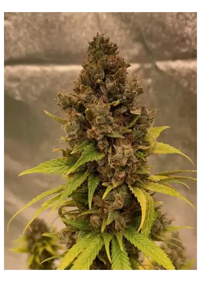 Diesel Fast F1 BX Regular by Doctor's Choice, Autoflower cannabis strain