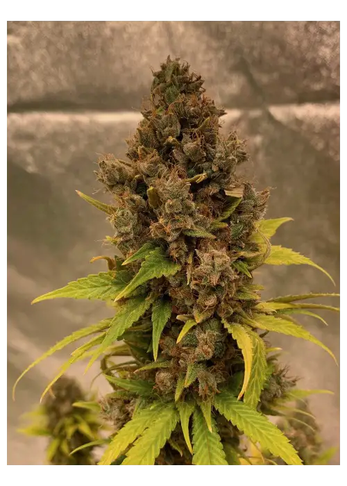 Diesel Fast F1 BX Regular by Doctor's Choice, Autoflower cannabis strain