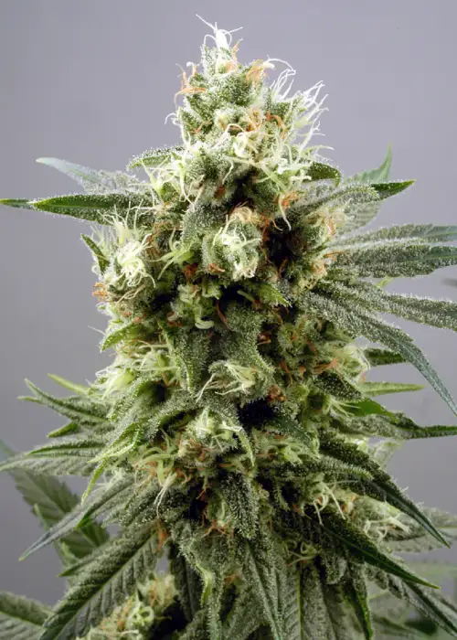 Diesel Haze by Flash Seeds, Autoflower cannabis strain
