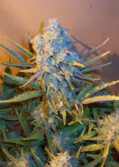Diesel Ryder by Joint Doctor Lowryder, Autoflower cannabis strain