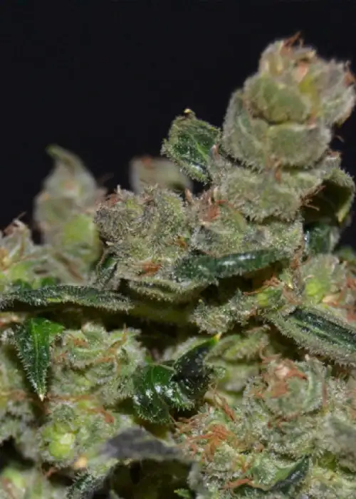 Diesel by CBD Seeds, Photoperiod cannabis strain