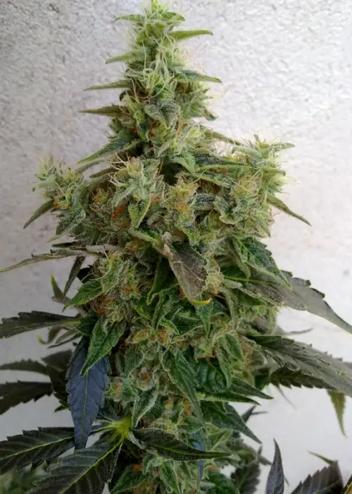 Dieseltonic by Resin seeds, Photoperiod cannabis strain