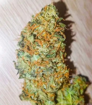Different GG#4 by AlphaFem Seeds, Photoperiod cannabis strain