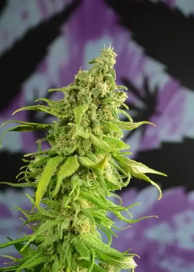 Digweed by House of the Great Gardener, Photoperiod cannabis strain