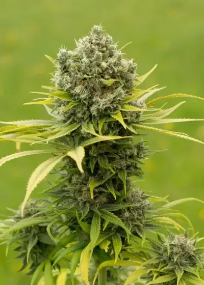 Dinamed CBD Plus by Dinafem, Photoperiod cannabis strain