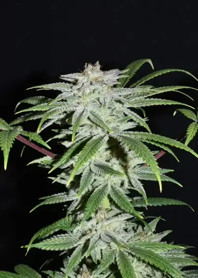 Dionysus by Ocean Grown Seeds, Photoperiod cannabis strain