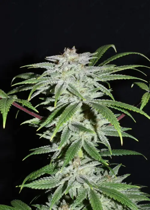 Dionysus by Ocean Grown Seeds, Photoperiod cannabis strain