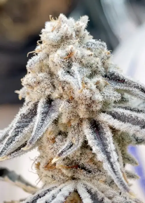 Dip N Stix S1 by Beleaf Cannabis, Photoperiod cannabis strain