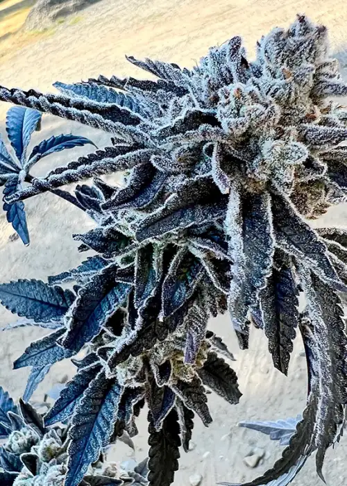 Dipz by Exotic Genetix, Photoperiod cannabis strain