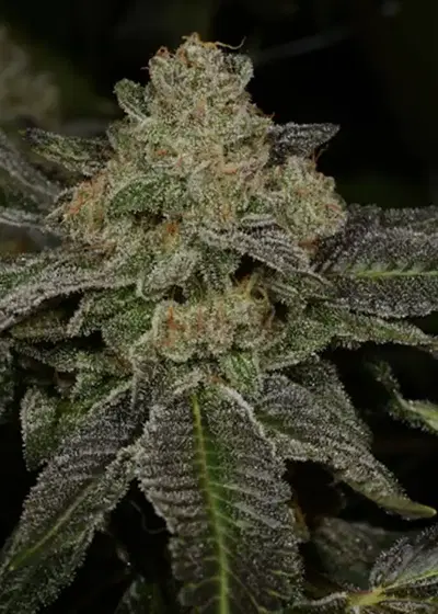 Dirt Nap by Archive Seed Bank, Photoperiod cannabis strain
