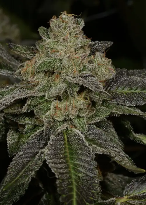 Dirt Nap by Archive Seed Bank, Photoperiod cannabis strain