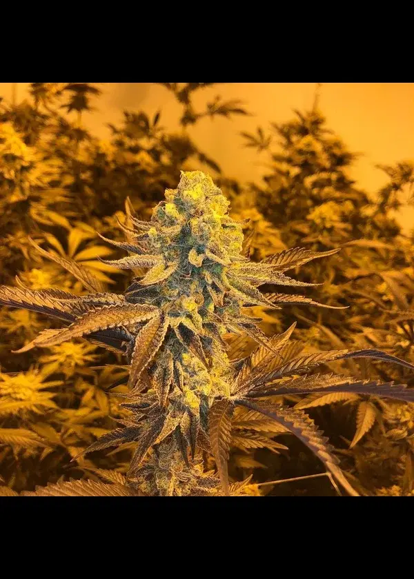 Dirty Banana by In House Genetics, Photoperiod cannabis strain