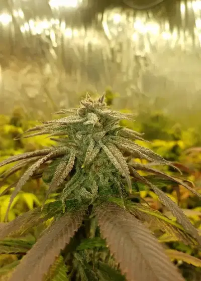 Dirty Dick OG by G.O.A.T Genetics, Photoperiod cannabis strain