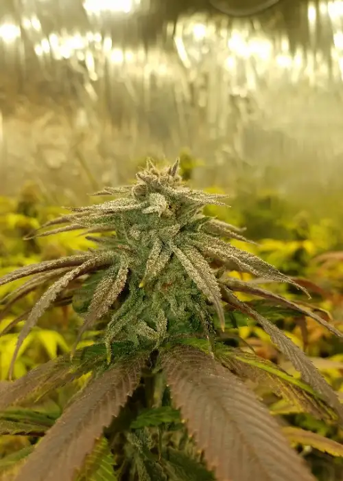 Dirty Dick OG by G.O.A.T Genetics, Photoperiod cannabis strain