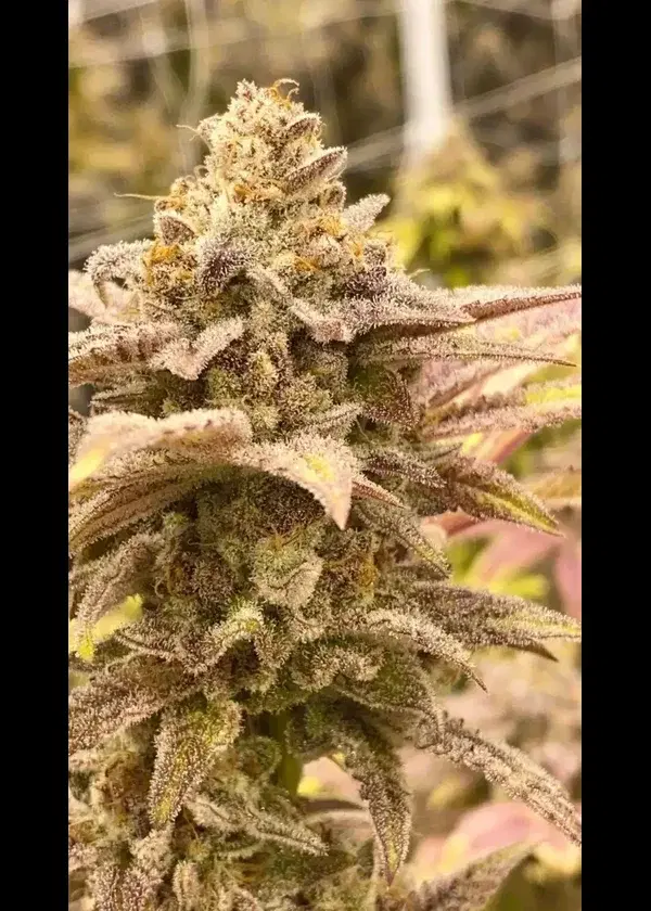 Dirty Kush Breath by In House Genetics, Photoperiod cannabis strain