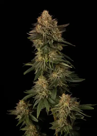 Dirty Sangria by Dirty Bird Genetics, Photoperiod cannabis strain