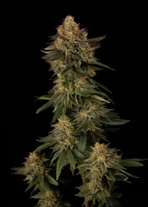 Dirty Sangria by Dirty Bird Genetics, Photoperiod cannabis strain