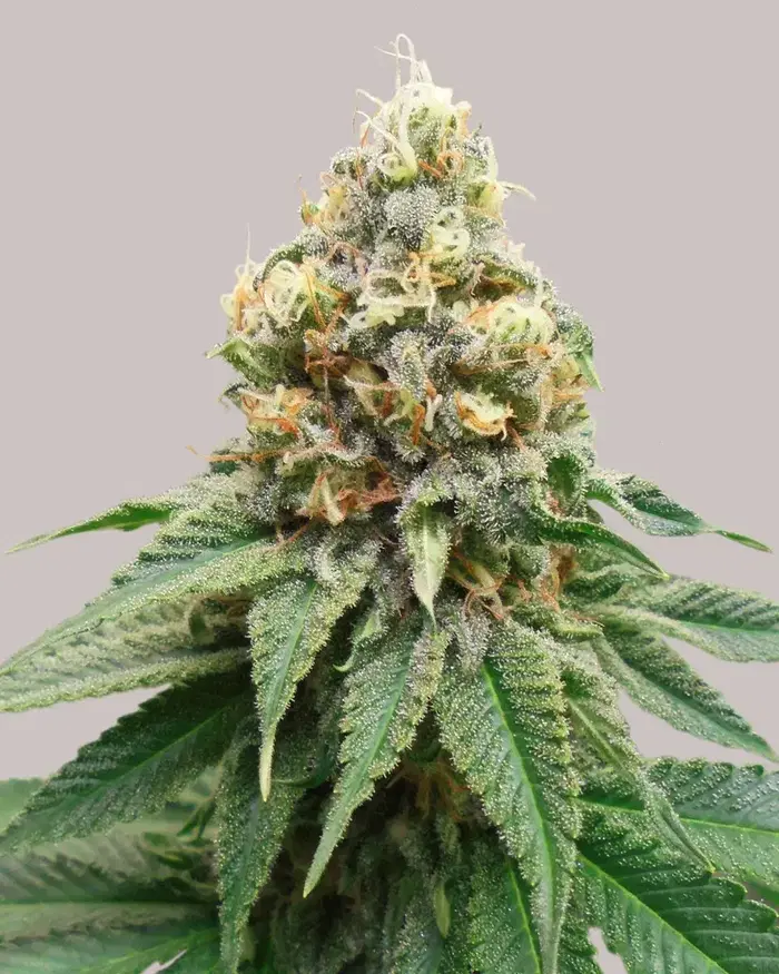 Disco Bizkit by ILGM, Photoperiod cannabis strain