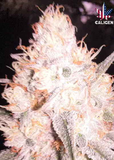 Disneyland Auto by Caligen, Autoflower cannabis strain