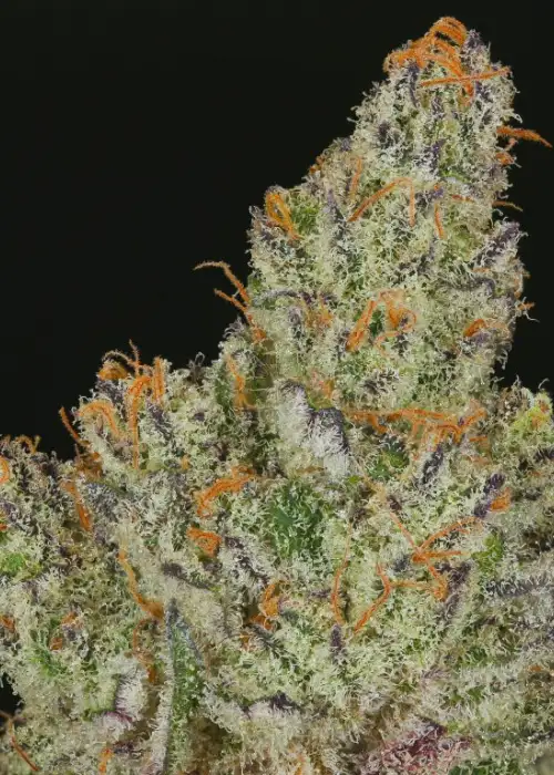 Divina Obscura by Dynasty Seeds, Photoperiod cannabis strain