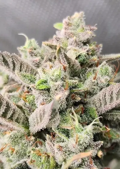 Divinations by Night Owl Seeds, Autoflower cannabis strain