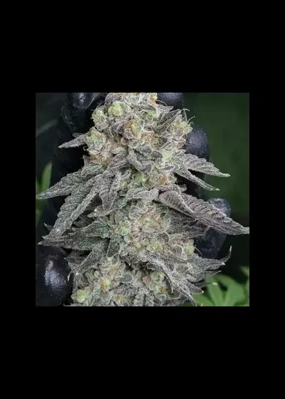 Divine Frost by In House Genetics, Photoperiod cannabis strain
