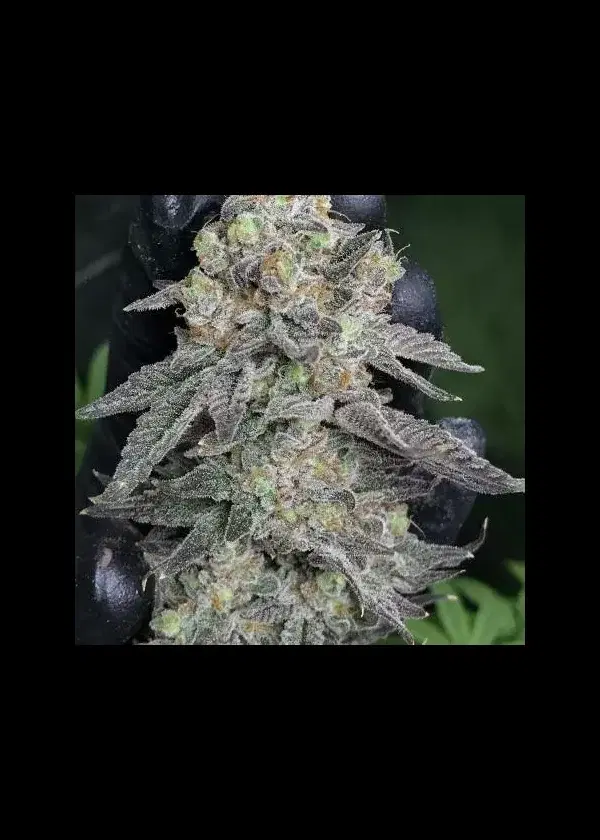 Divine Frost by In House Genetics, Photoperiod cannabis strain