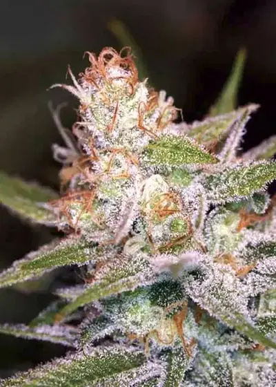 Divine Indica by Divine Seeds, Photoperiod cannabis strain