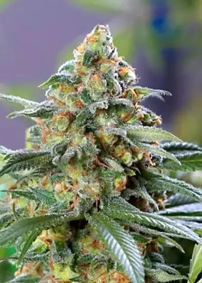 Divine OG Kush by Divine Seeds, Photoperiod cannabis strain