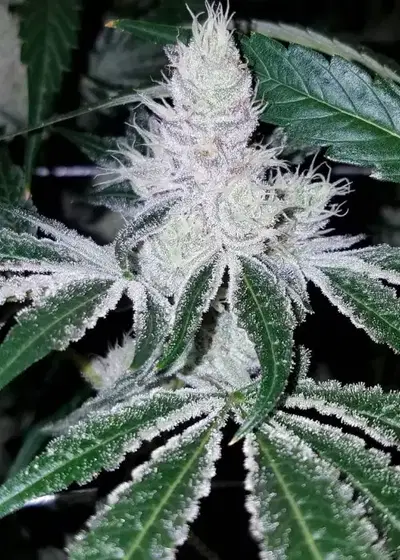 Divorce Cake1 by Atlas Seed cannabis strain