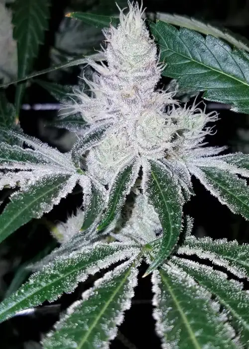 Divorce Cake1 by Atlas Seed cannabis strain