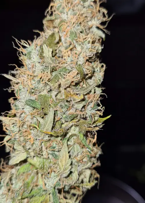Dizzy Lights Auto by Dr. Krippling, Autoflower cannabis strain