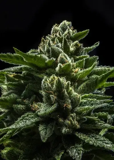 Do-G by Ripper Seeds, Photoperiod cannabis strain