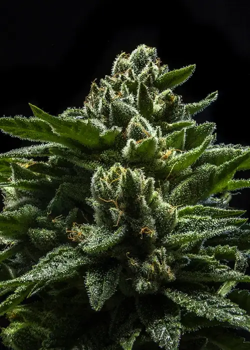Do-G by Ripper Seeds, Photoperiod cannabis strain