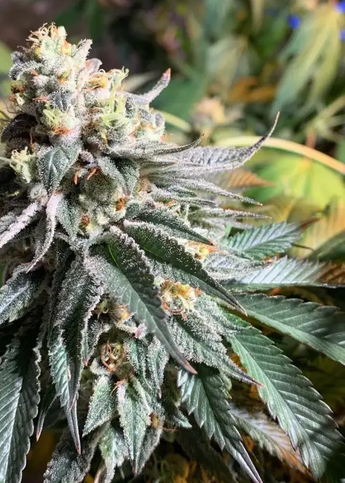 Do-Si-Dos #9 by Archive Seed Bank, Photoperiod cannabis strain