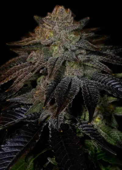 Do-Si-Dos Autoflower by SeedSupreme, Autoflower cannabis strain