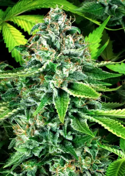 Do-Si-Dos Autoflowering by WeedSeedShop, Autoflower cannabis strain