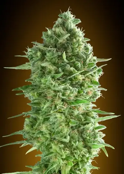 Do-Si-Dos Cookies by 00seeds, Photoperiod cannabis strain