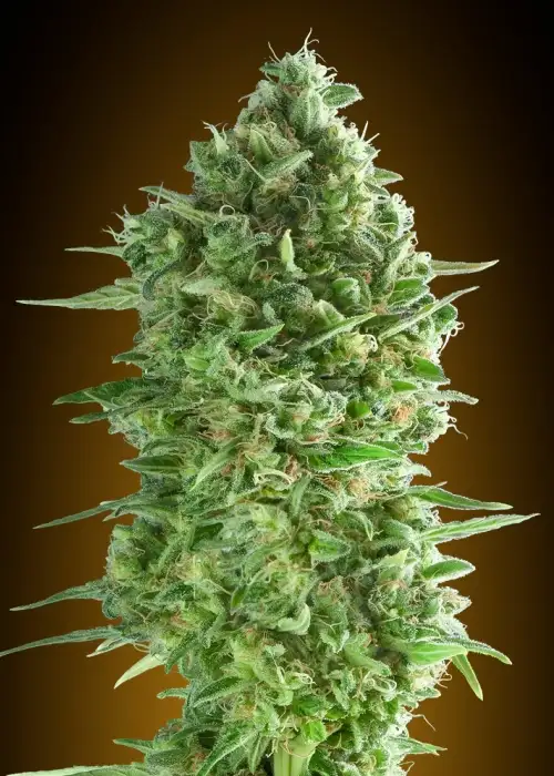 Do-Si-Dos Cookies by 00seeds, Photoperiod cannabis strain